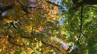 Yeşil ormanın üzerine düşen birden fazla yaprağın animasyonu. Doğa, sonbahar ve mevsimler dijital olarak üretilen video konsepti.