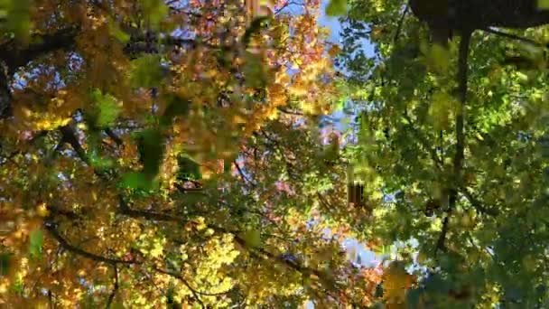 Animatie Van Meerdere Bladeren Die Groen Bos Vallen Natuur Herfst — Stockvideo