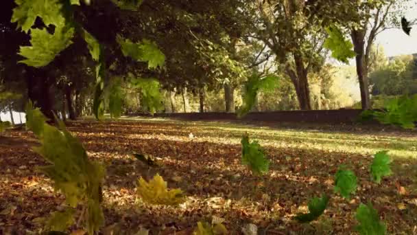 Animace Několika Listů Padajících Zelený Les Příroda Podzim Roční Období — Stock video
