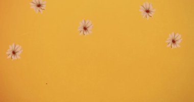 Kız animasyonu sadece düşen çiçeklerin üzerine mesaj atar. Kız gücü, pozitif kadın gücü ve dijital olarak oluşturulan bağımsızlık kavramı.