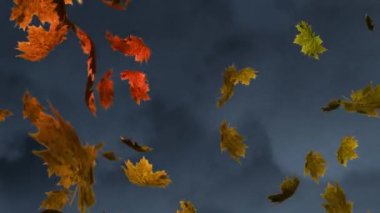Gri arkaplanda yüzen çoklu sonbahar akçaağaç yapraklarının dijital animasyonu. Sonbahar mevsimi konsepti