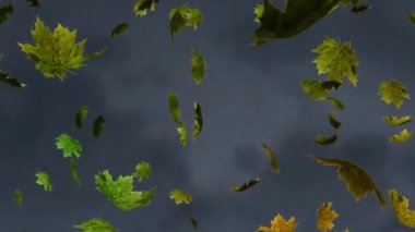 Birden fazla sonbahar akçaağaç yaprağının dijital animasyonu dokulu gri arka plana doğru düşüyor. Sonbahar mevsimi konsepti