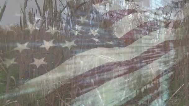 Composición Digital Ondear Bandera Americana Contra Primer Plano Los Cultivos — Vídeo de stock