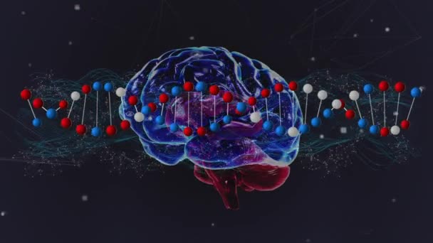 Animação Fita Dna Girando Sobre Rede Conexões Cérebro Humano Conceito — Vídeo de Stock