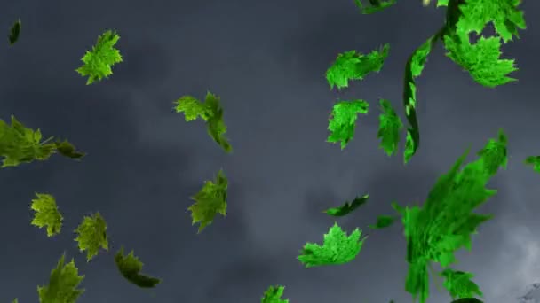 Digitální Animace Několika Podzimních Javorových Listů Vznášejících Šedém Pozadí Koncepce — Stock video