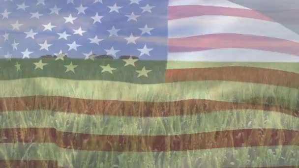 Цифровий Склад Махаючого Американського Прапора Проти Крупним Планом Посівів Сільськогосподарській — стокове відео