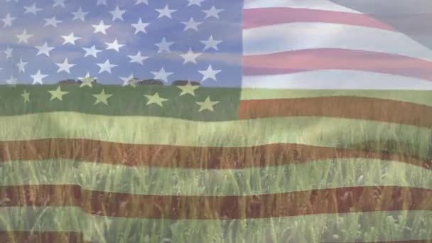 Digitale Samenstelling Van Zwaaiende Amerikaanse Vlag Tegen Close Van Gewassen — Stockvideo