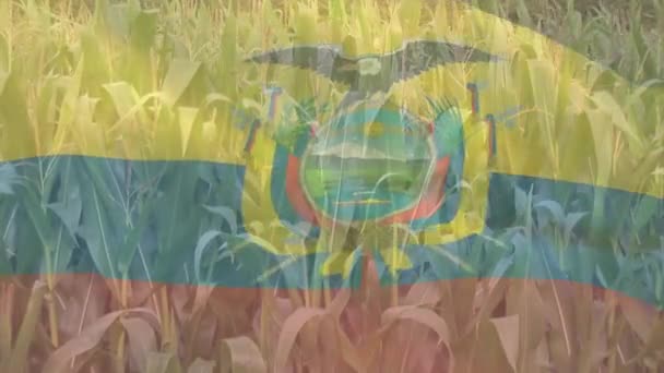 Digitale Samenstelling Van Zwaaiende Ecuador Vlag Tegen Close Van Gewassen — Stockvideo