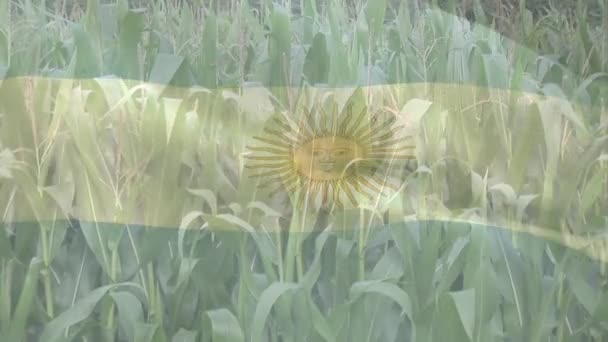 Digital Sammansättning Vifta Argentina Flagga Mot Närbild Grödor Gården Fält — Stockvideo