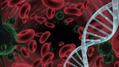 Çoklu covid-19 hücreleri ve yüzen kan damarları üzerinde dönen DNA yapısının dijital animasyonu. Coronavirus covid-19 salgın konsepti