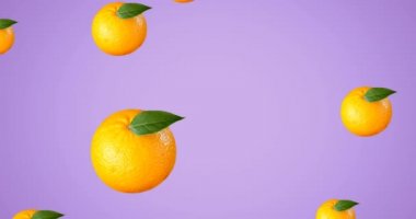 Mor arka planda yüzen tek portakalların animasyonu. tropikal meyve, refah, yaz ve tatil konsepti dijital olarak üretilen video.