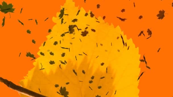 Animatie Van Meerdere Herfstbladeren Die Oranje Achtergrond Vallen Natuur Herfst — Stockvideo