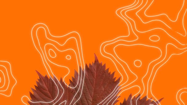 Τοπογραφία Έναντι Πολλαπλών Φθινοπωρινών Φύλλων Σφενδάμου Και Αντιγραφή Χώρου Πορτοκαλί — Αρχείο Βίντεο