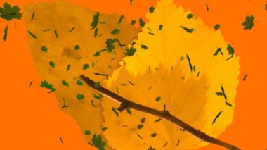 Turuncu arka plana düşen birden fazla sonbahar yapraklarının animasyonu. Doğa, sonbahar ve mevsimler dijital olarak üretilen video konsepti.