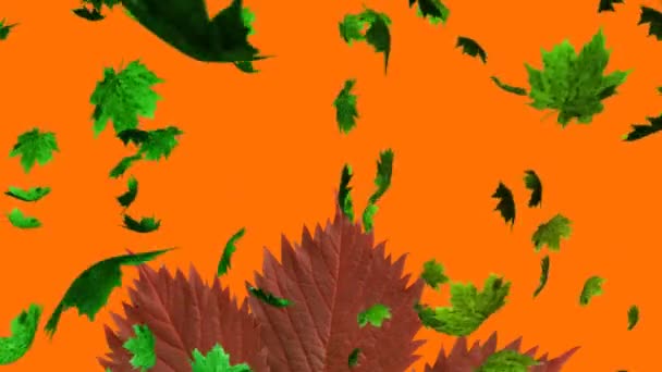 Çoklu Sonbahar Akçaağaç Yaprakları Yaprakların Üzerine Düşüyor Turuncu Arka Planda — Stok video