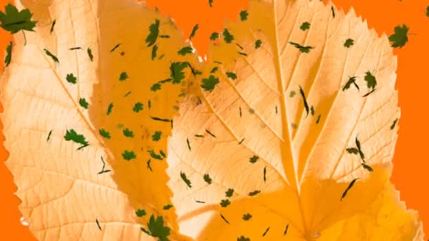 Анімація Декількох Осінніх Листя Падають Помаранчевий Фон Природа Осінь Сезони — стокове відео