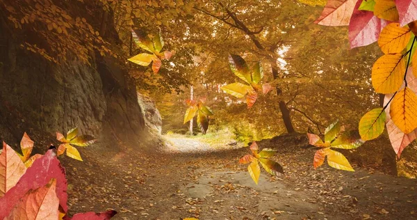 Samenstelling Van Bladeren Herfst Bos Landschap Natuur Seizoenen Herfst Kleurconcept — Stockfoto