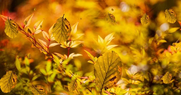Composição Das Folhas Que Caem Sobre Paisagem Parque Outono Natureza — Fotografia de Stock