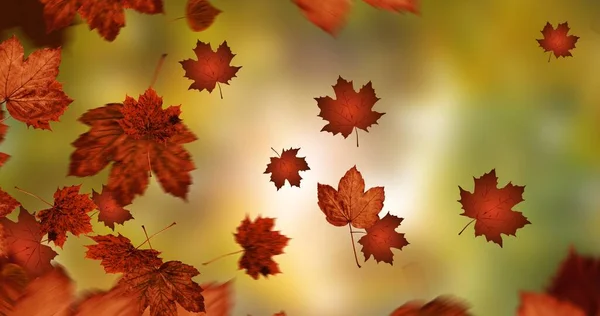 Composition Des Feuilles Tombant Sur Les Paysages Automne Nature Saisons — Photo