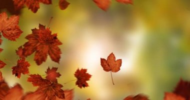 Sonbahar manzarasının üzerine düşen yaprakların animasyonu. Doğa, mevsimler, sonbahar ve renk konsepti dijital olarak oluşturulmuş video.