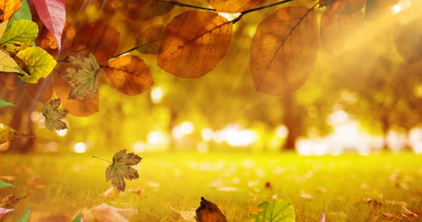 Animation Leaves Falling Autumn Scenery Nature Seasons Autumn Colour Concept — Stock Video