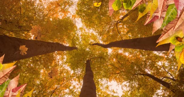 Animation Von Blättern Die Über Herbstliche Bäume Fallen Natur Jahreszeiten — Stockvideo