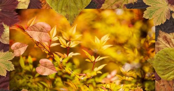 Animation Von Blättern Die Über Die Herbstliche Landschaft Fallen Natur — Stockvideo