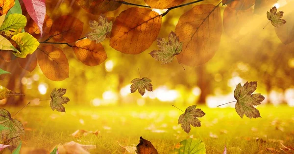 Composição Das Folhas Que Caem Sobre Paisagem Parque Outono Natureza — Fotografia de Stock