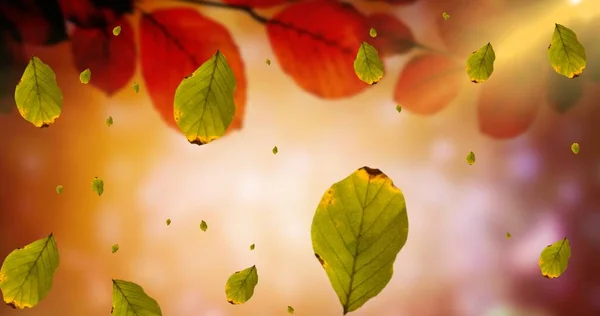 Composición Las Hojas Que Caen Sobre Paisaje Otoñal Naturaleza Otoño —  Fotos de Stock