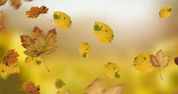 Состав Листьев Падающих Над Осенним Пейзажем Природа Сезоны Осенняя Цветовая — стоковое фото