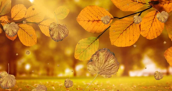 Состав Листьев Падающих Над Пейзажем Осеннего Парка Природа Сезоны Осенняя — стоковое фото