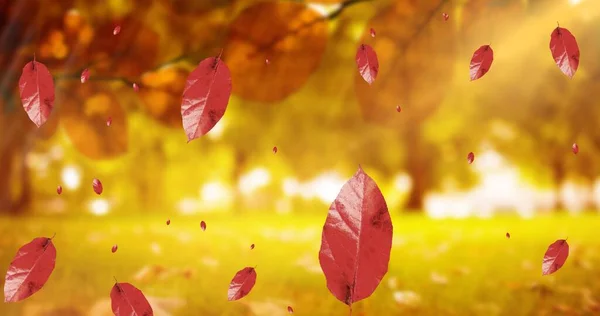 Composición Las Hojas Que Caen Sobre Paisaje Del Parque Otoño —  Fotos de Stock