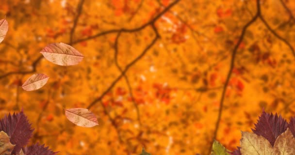 Animation Von Blättern Die Über Die Herbstliche Landschaft Fallen Natur — Stockvideo