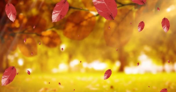 Animace Listů Padajících Podzimní Scenérii Příroda Roční Období Koncepce Podzimu — Stock video