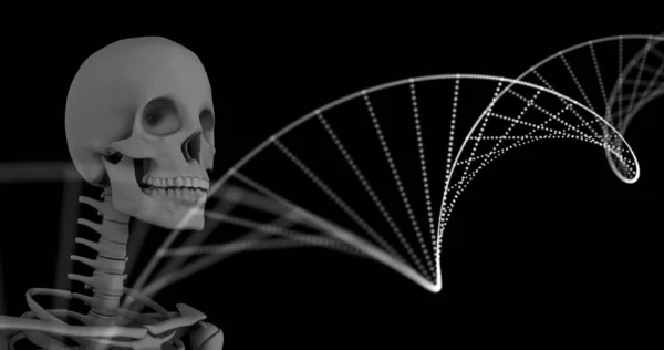 배경의 모델에 반해서 회전하는 Dna 구조의 디지털 이미지 컴퓨터 인터페이스 — 스톡 사진