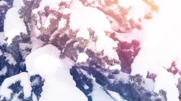 Анімація Плям Світла Над Снігом Падає Зимовий Пейзаж Різдво Зима — стокове відео