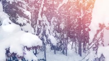 Ağaçlarla kaplı kış manzarasına düşen ışık ve kar lekeleri. Noel şenliği ve kutlama konsepti