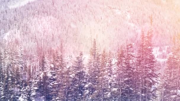 冬の風景の中に複数の雪に覆われた木々の上に降る雪 クリスマス フェスティバルとお祝いのコンセプト — ストック動画