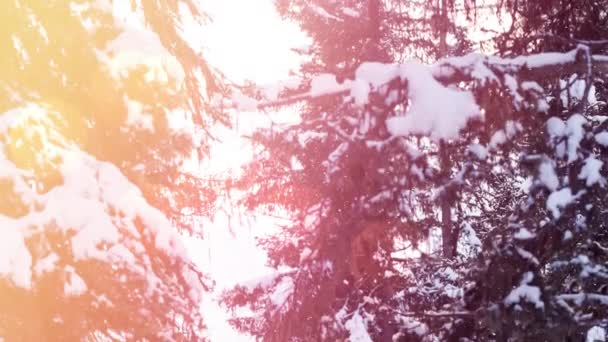 Manchas Luz Contra Nieve Cayendo Sobre Múltiples Árboles Paisaje Invernal — Vídeo de stock