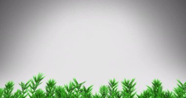 Köknar ağaçlarının beyaz arka planda dallanması. Noel, kış, gelenek ve kutlama konsepti dijital olarak oluşturulmuş video.