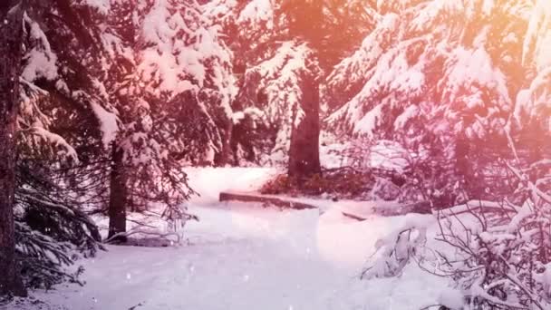 Spots Light Snow Falling Winter Landscape Trees Christmas Festivity Celebration — Stock Video