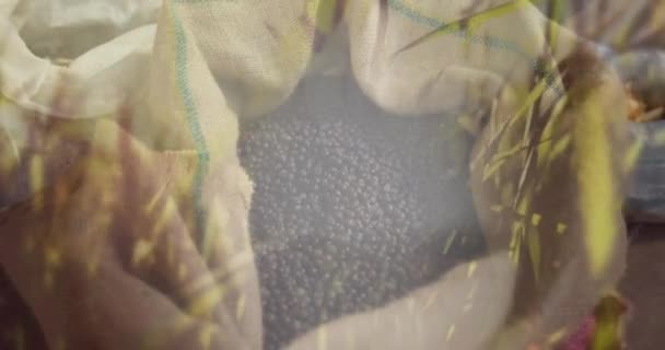 Bestehend Aus Händen Die Einem Sack Voller Beeren Graben Und — Stockvideo