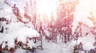 Ağaçlarla kaplı kış manzarasına düşen ışık ve kar lekeleri. Noel şenliği ve kutlama konsepti