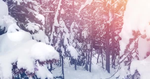 Mancha Luz Contra Árboles Cubiertos Nieve Paisaje Invernal Fiesta Navidad — Vídeo de stock