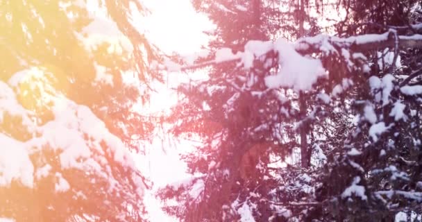 Kış Manzarasında Karla Kaplı Ağaçlar Üzerindeki Işık Noel Şenliği Kutlama — Stok video
