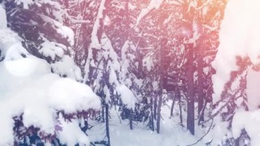 Kış manzarasında birden fazla ağacın üzerine düşen kara karşı ışık noktaları. Noel şenliği ve kutlama konsepti