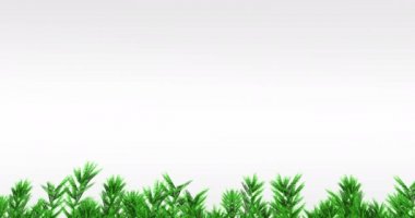 Köknar ağaçlarının beyaz arka planda dallanması. Noel, kış, gelenek ve kutlama konsepti dijital olarak oluşturulmuş video.