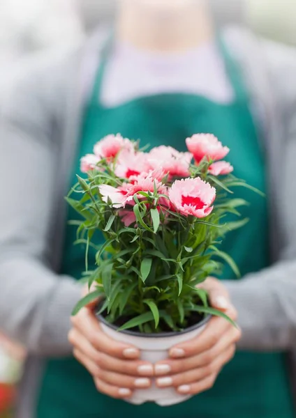 Midden Een Persoon Die Een Schort Draagt Met Een Bloempot — Stockfoto