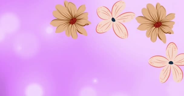 Animation Pink Flowers Spinning Purple Background Flowers Pattern Colour Movement — Stock Video