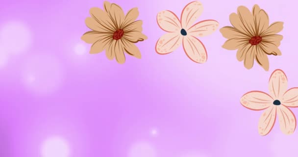 Animazione Fiori Rosa Che Girano Sfondo Viola Concetto Fiori Motivo — Video Stock